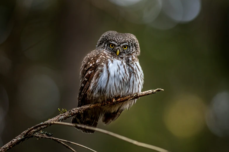 an owl sitting on top of a nch in the woods