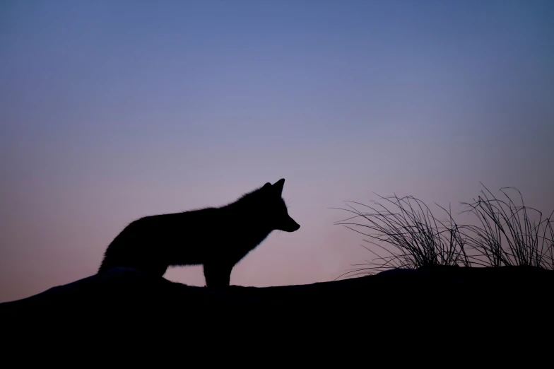 the silhouette of a wolf is against a pink sky