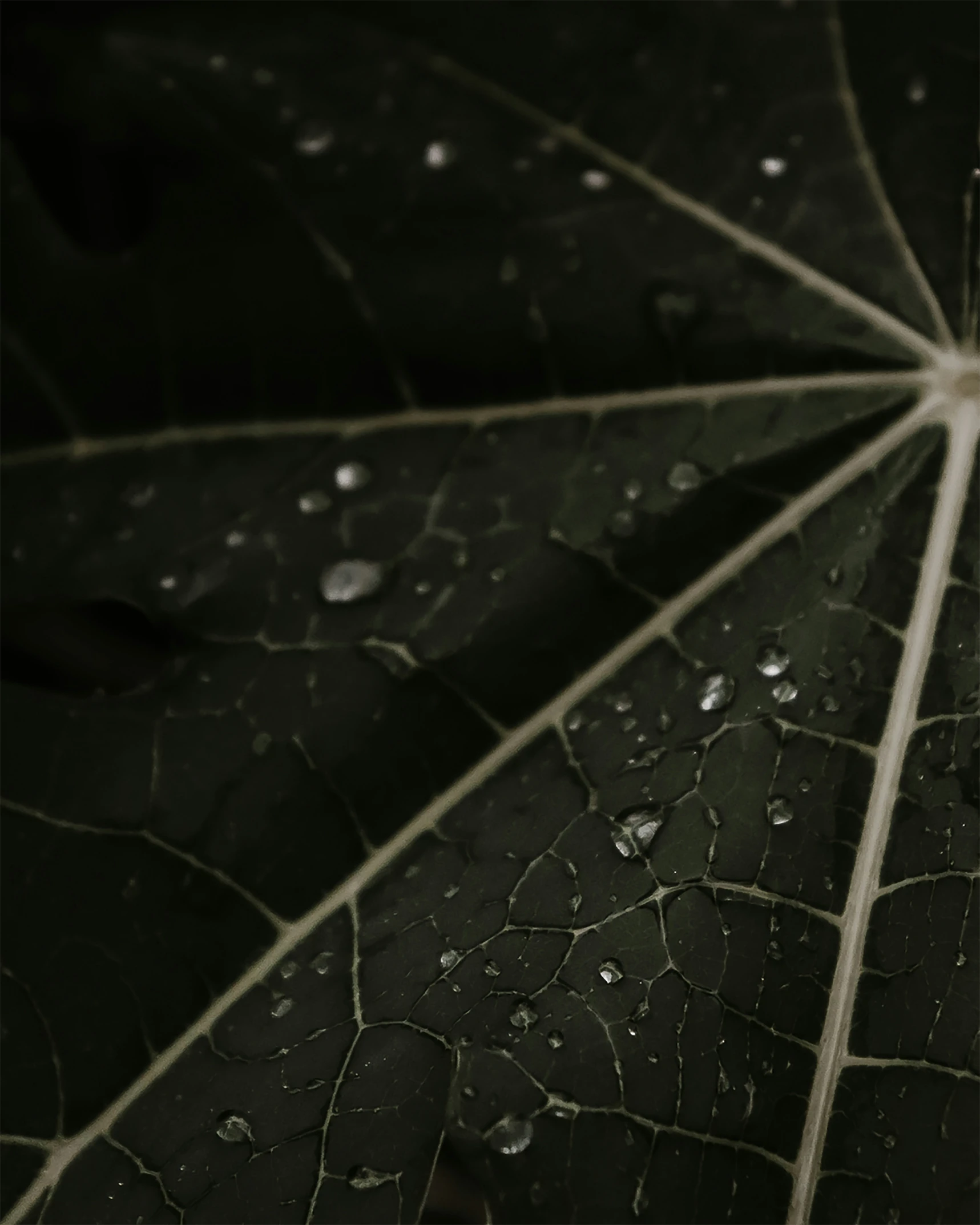 the dark green leaf has water droplets on it