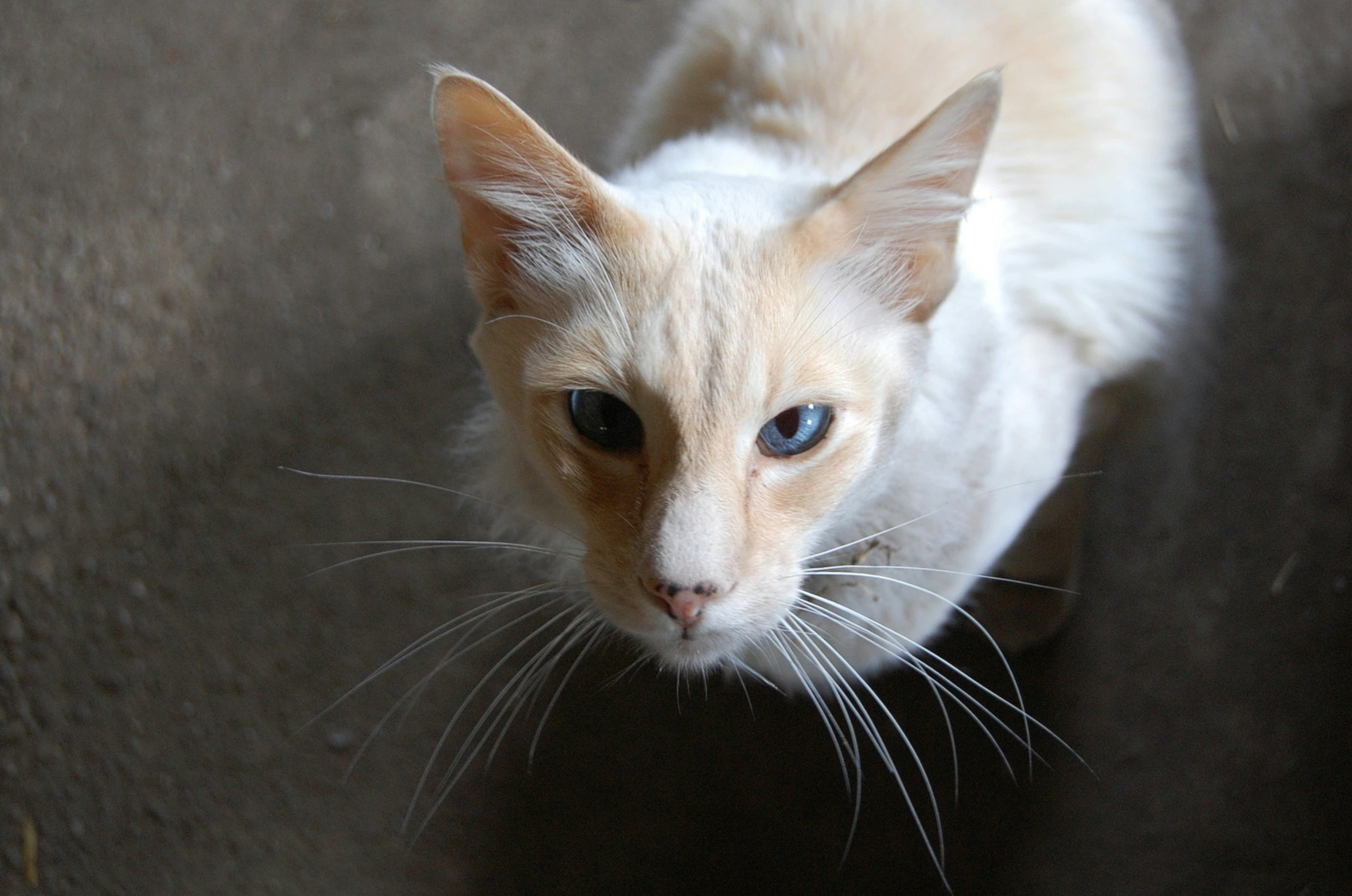 a close up view of a cat looking directly into the camera