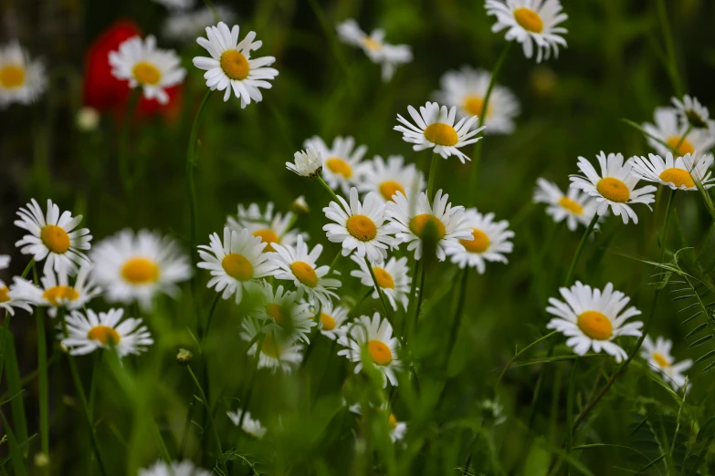 the wildflowers are all ready for spring to bloom