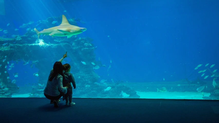 two people are looking at the aquarium with sharks in it