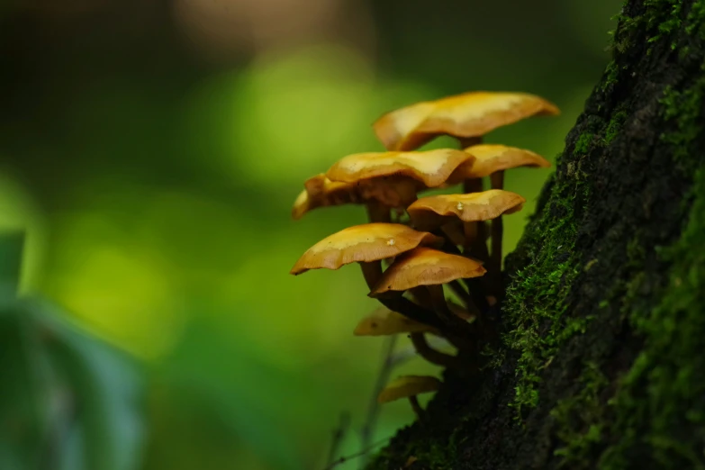 some very pretty little mushrooms on the side of a tree