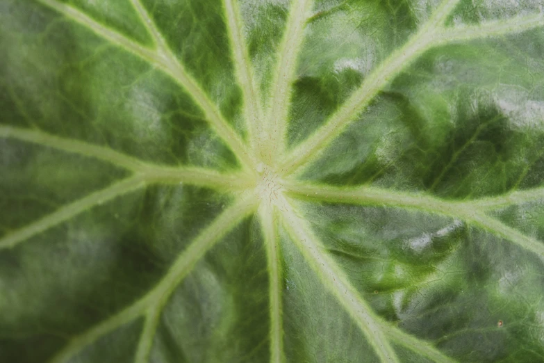 large green leafy plant with white highlights and leaves