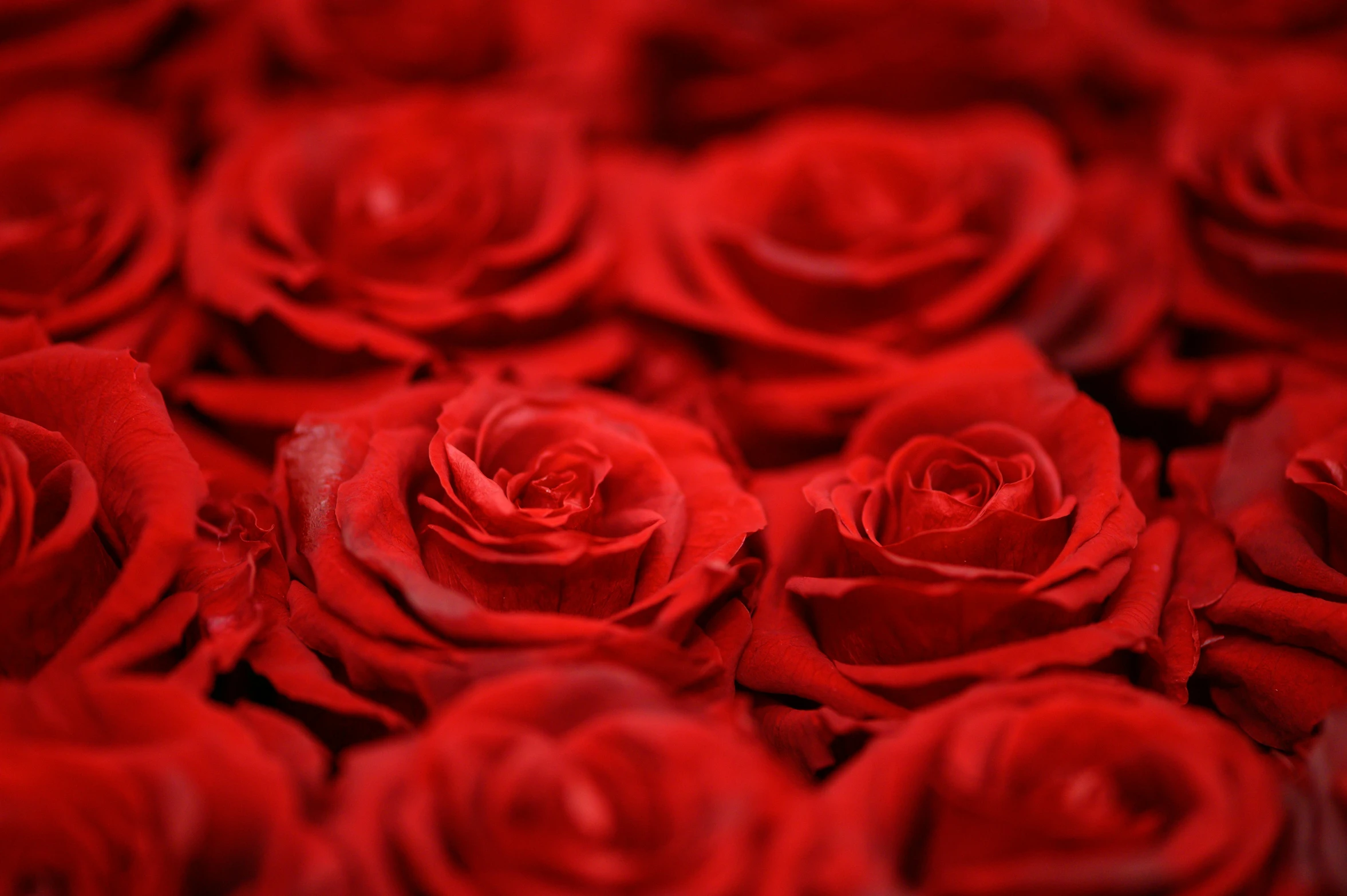 a group of red roses lying side by side