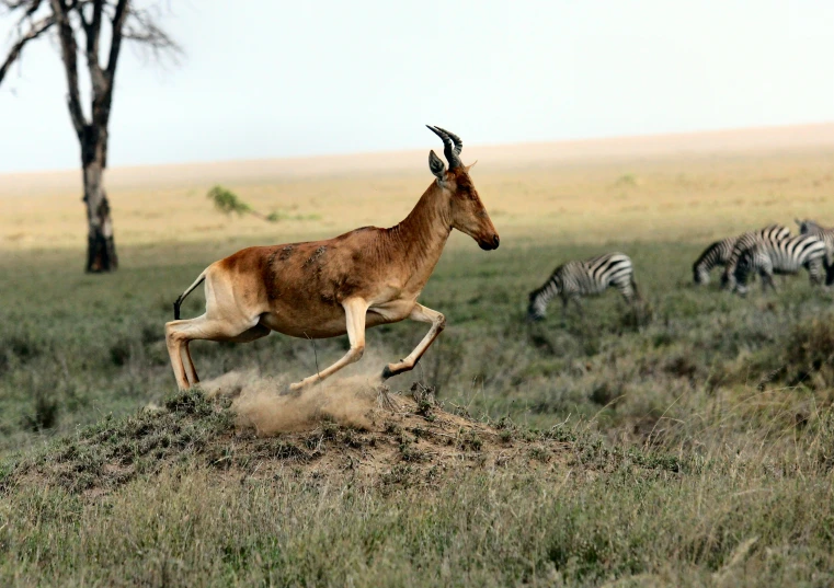 a antelope running across the plains near some ze
