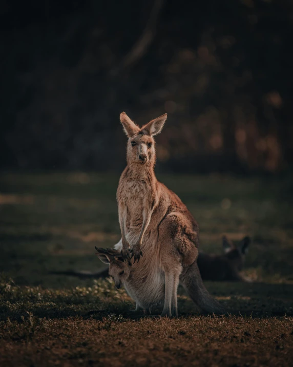 a red kangaroo standing on top of grass