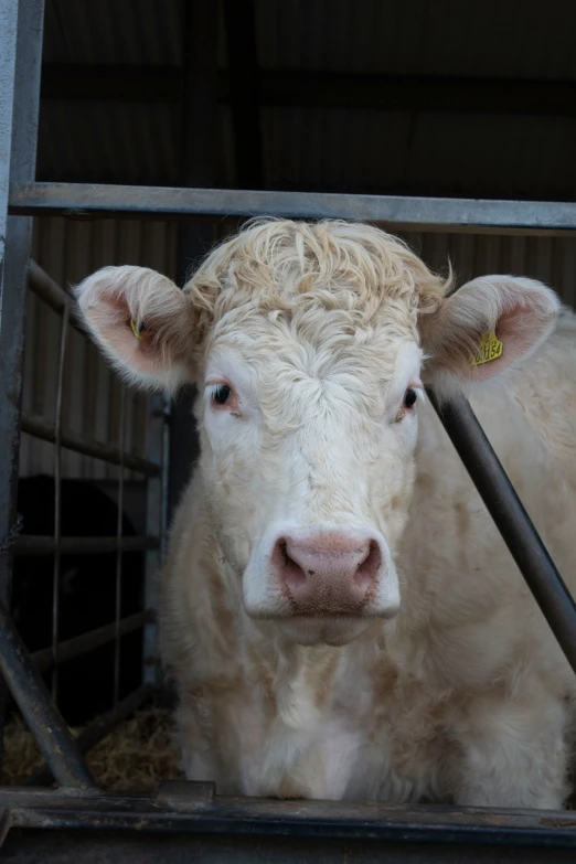 a small cow in its pen and a big one behind the fence