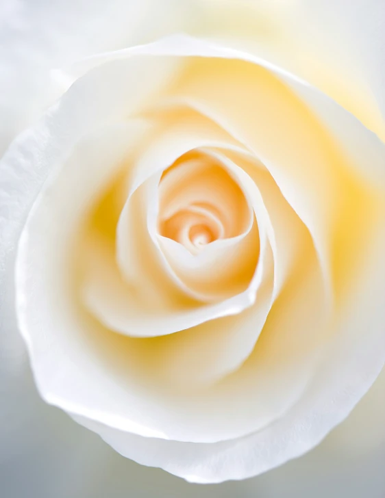 a single yellow rose is centered in a white flower