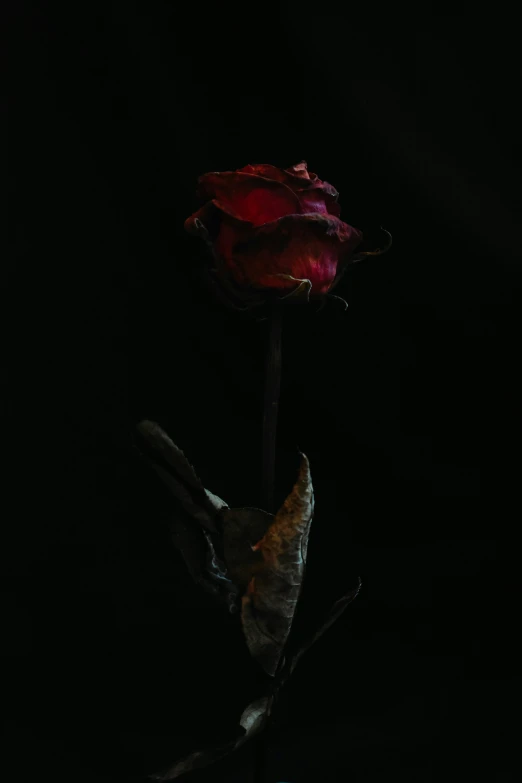 a very pretty red flower against a black background