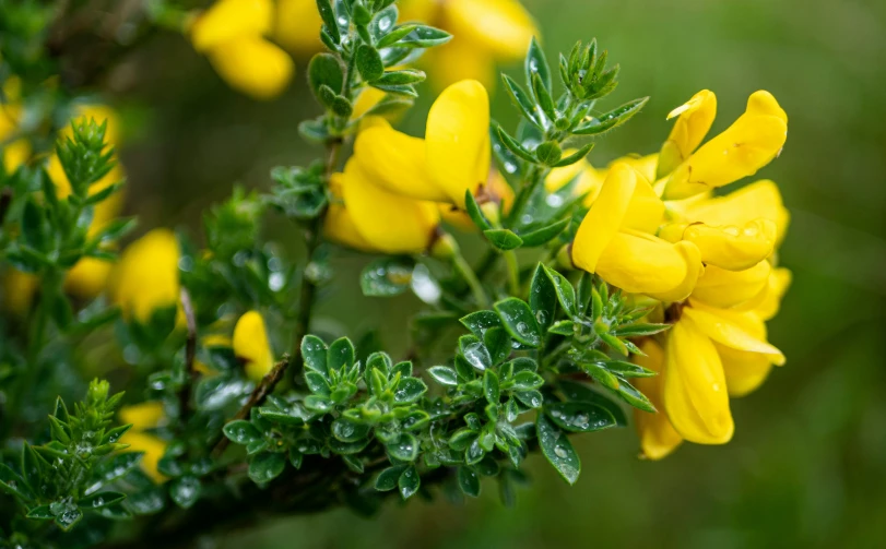 the flowers of the yellow bush have just begun to bloom