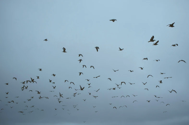 large flock of birds flying across the sky