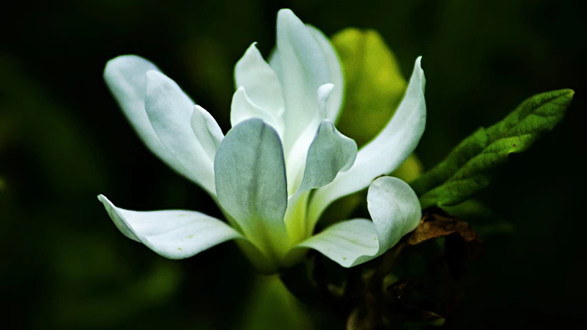 this is a close up image of a flower