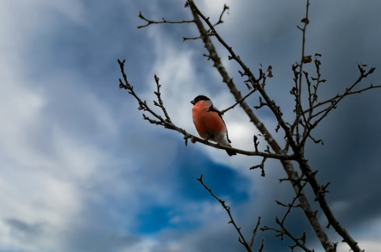 a small bird perched on the bare tree nch