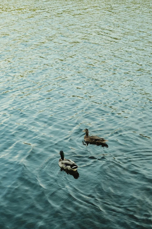 ducks in the water on a sunny day