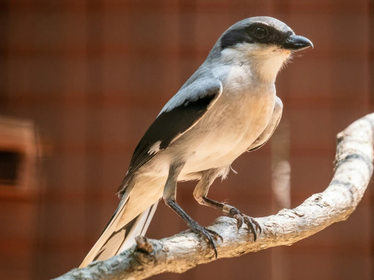 a bird that is sitting on a nch