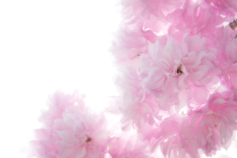 pink flowers in a close up s against a white background