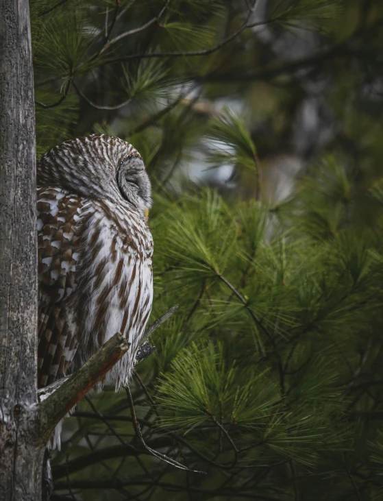 a bird that is perched on a tree