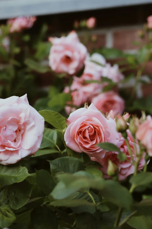 pink roses with green leaves and some red flowers