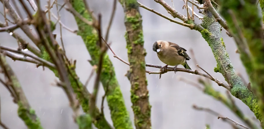 a bird sits on a nch in the wild