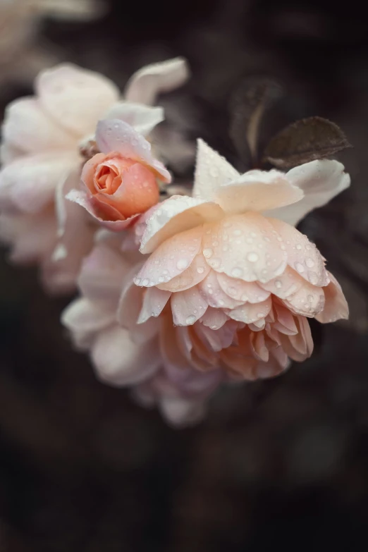 two flowers with rain drops on them