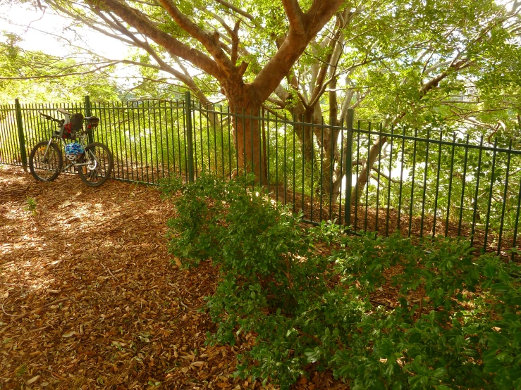 a child riding on a bicycle under a tree