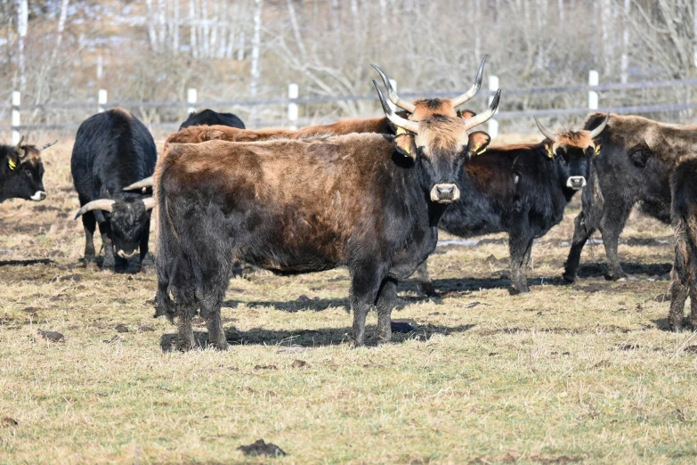 cows standing around in an open field by a fence