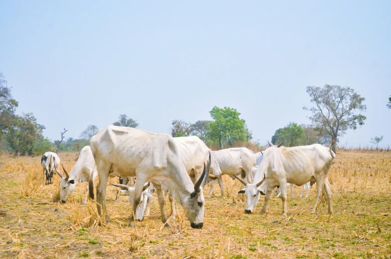 four cows grazing in a dry grass field