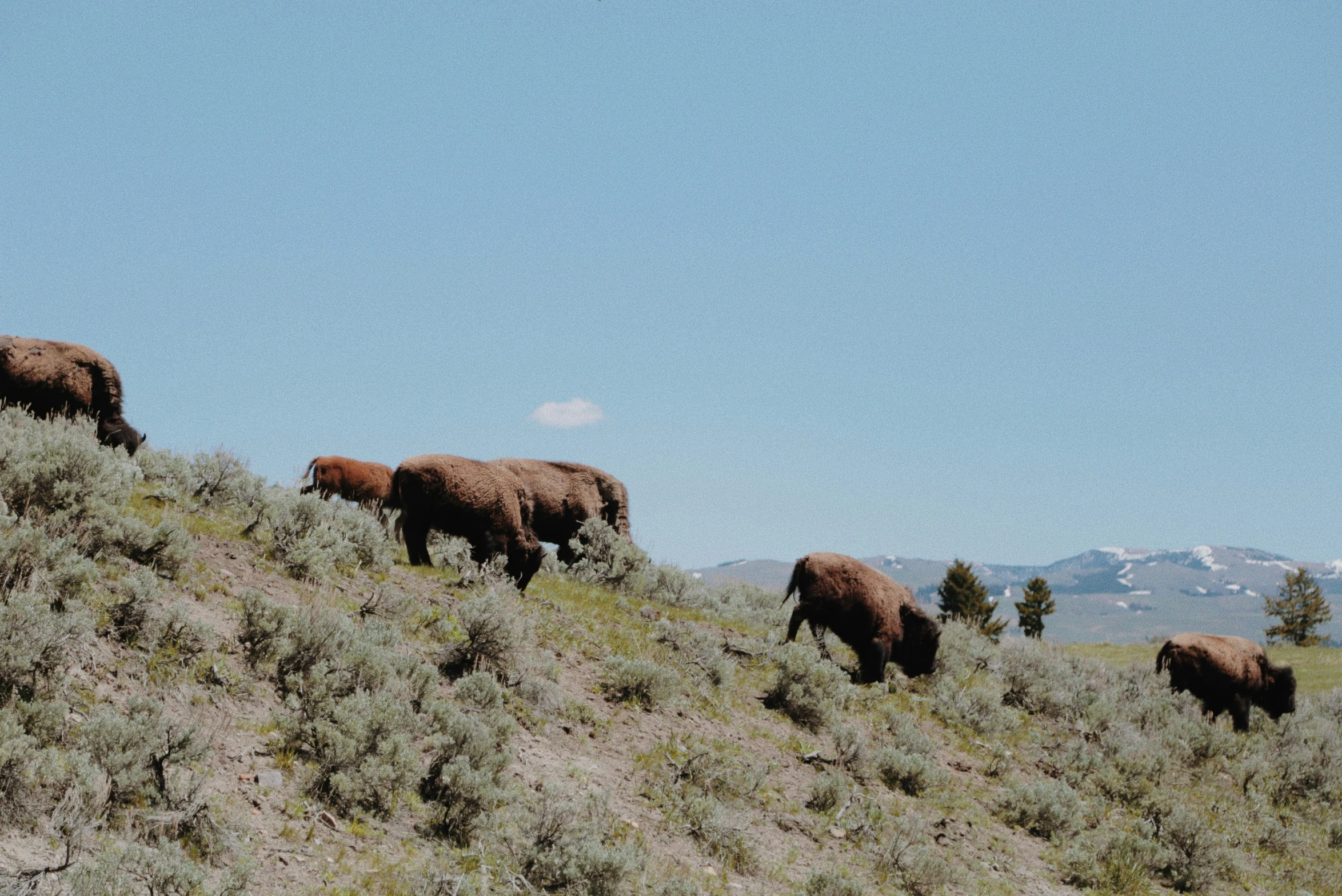 there are five buffalo walking up a hill