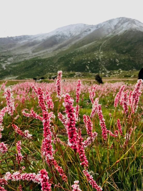 wildflowers are blooming in a field near a mountainous area