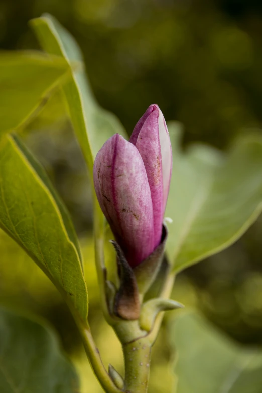 a budding plant with green leaves on it