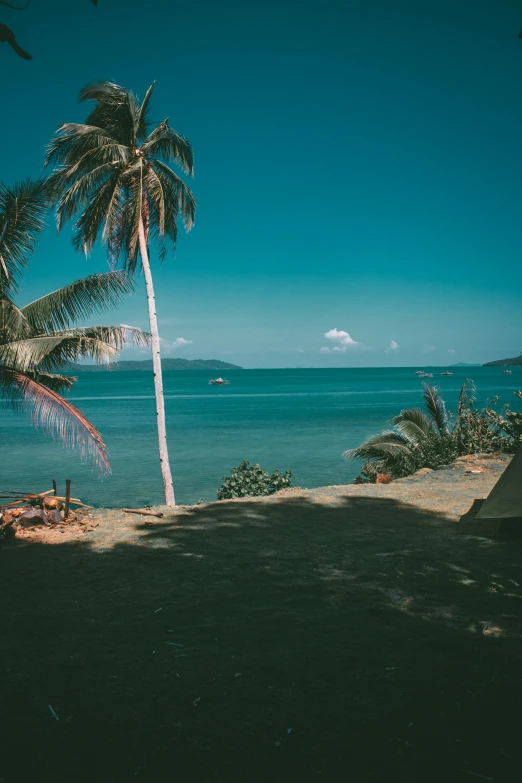 a view from behind a large palm tree towards the ocean