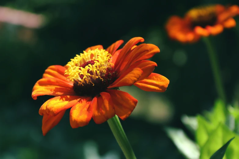 close up of bright orange flowers in a green field