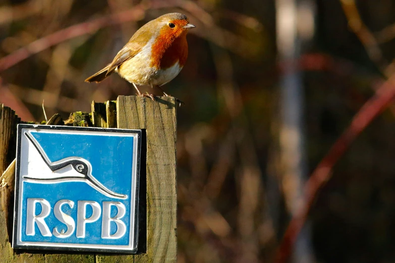 a bird is perched on a sign by some trees