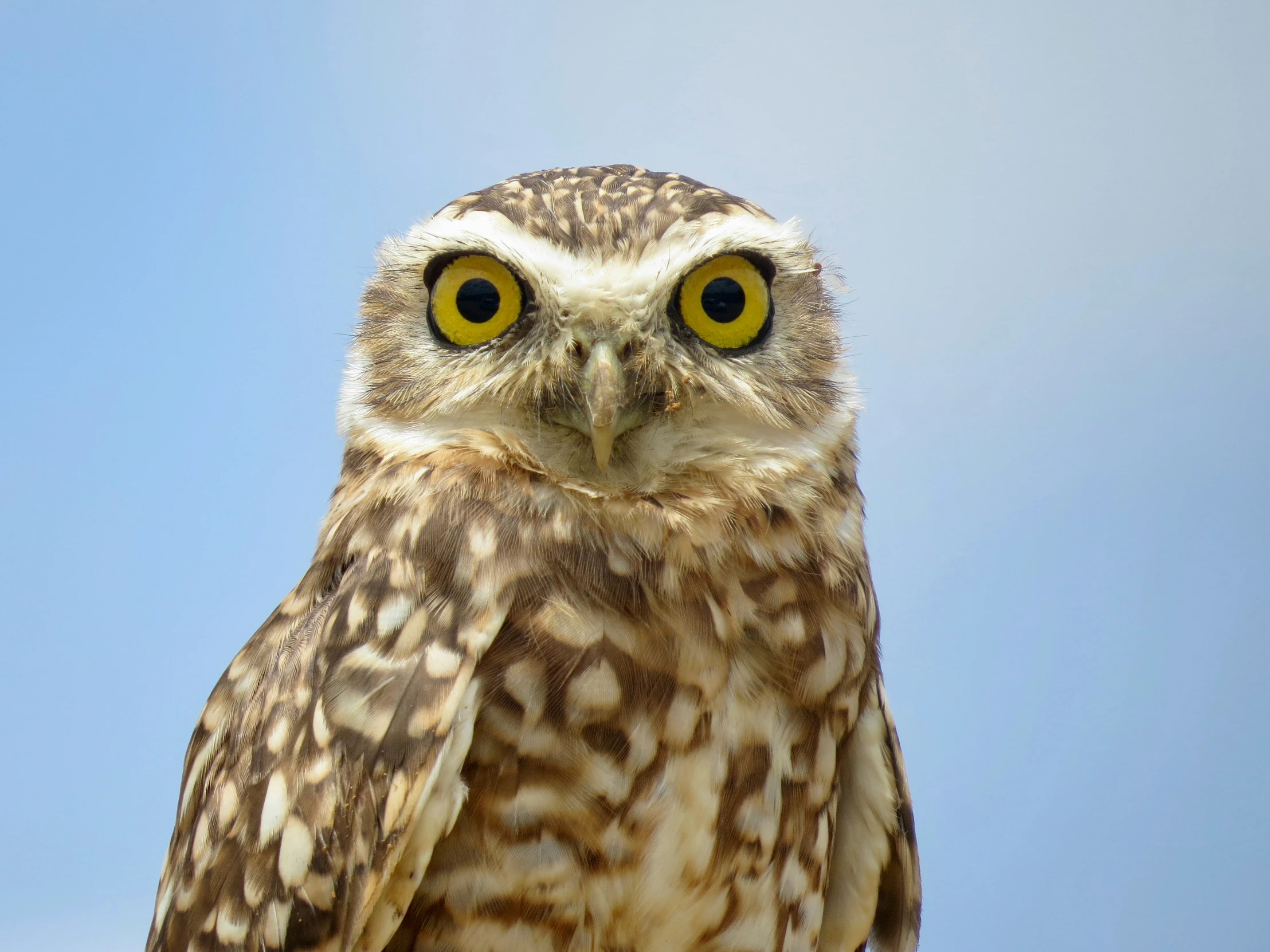 a po of an owl with huge yellow eyes