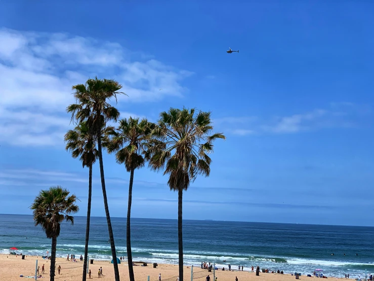 a group of palm trees next to a beach with people