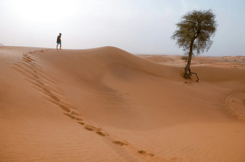 a lone tree stands on a barren hill in the desert