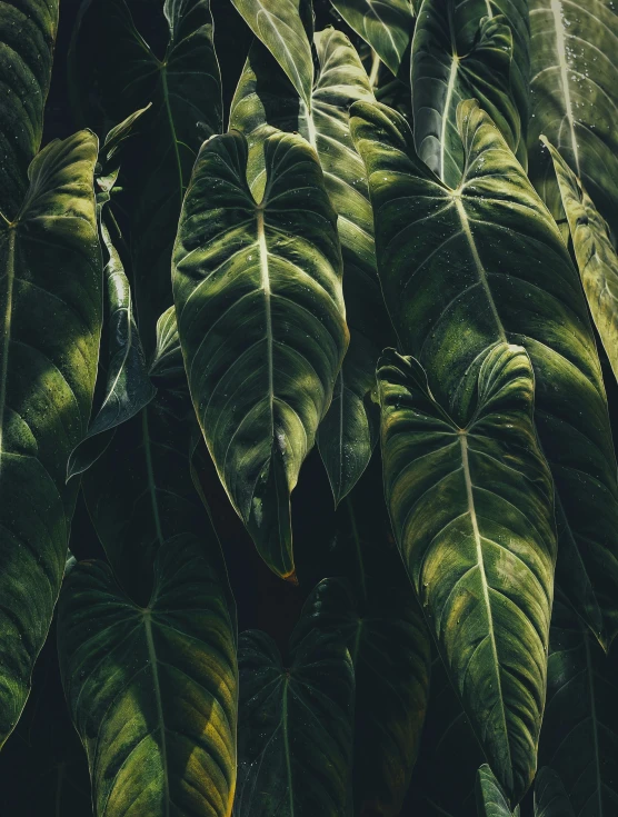 an image of green leafy plant in the sun