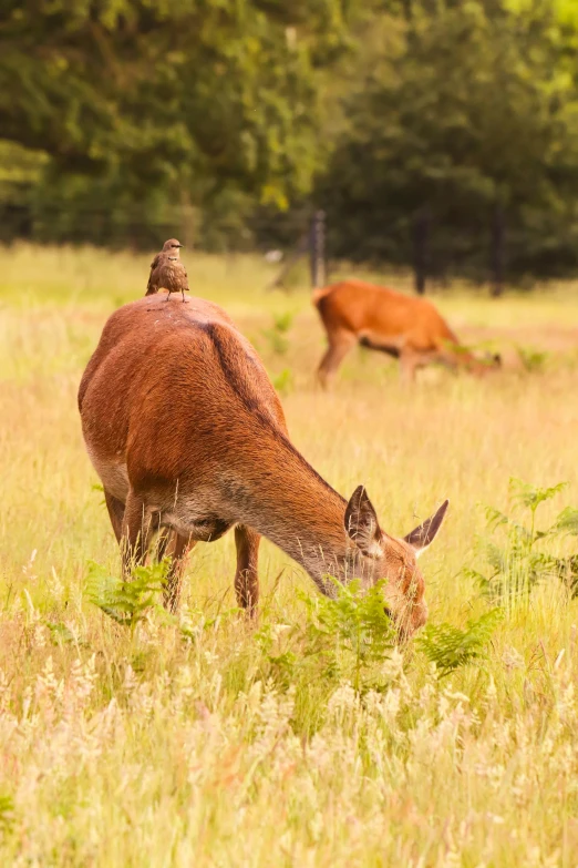 two deer eating grass together in a field