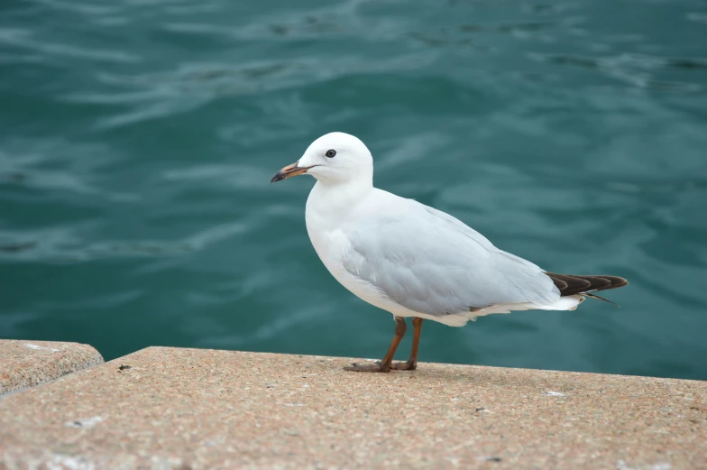 seagull perched on the edge of cement with water in the background