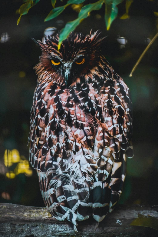 an owl is sitting on a nch in the dark