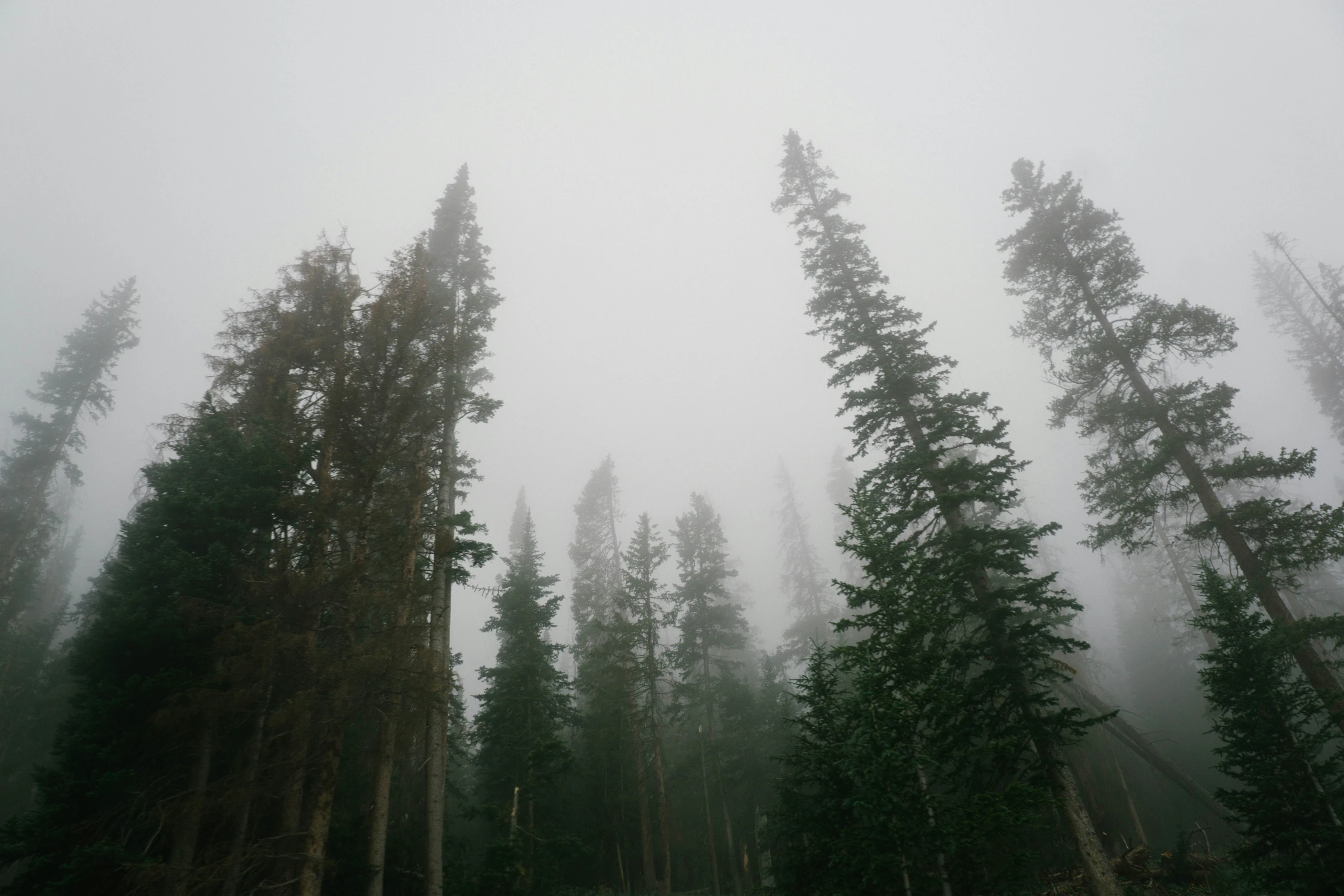 a lush green forest filled with tall trees