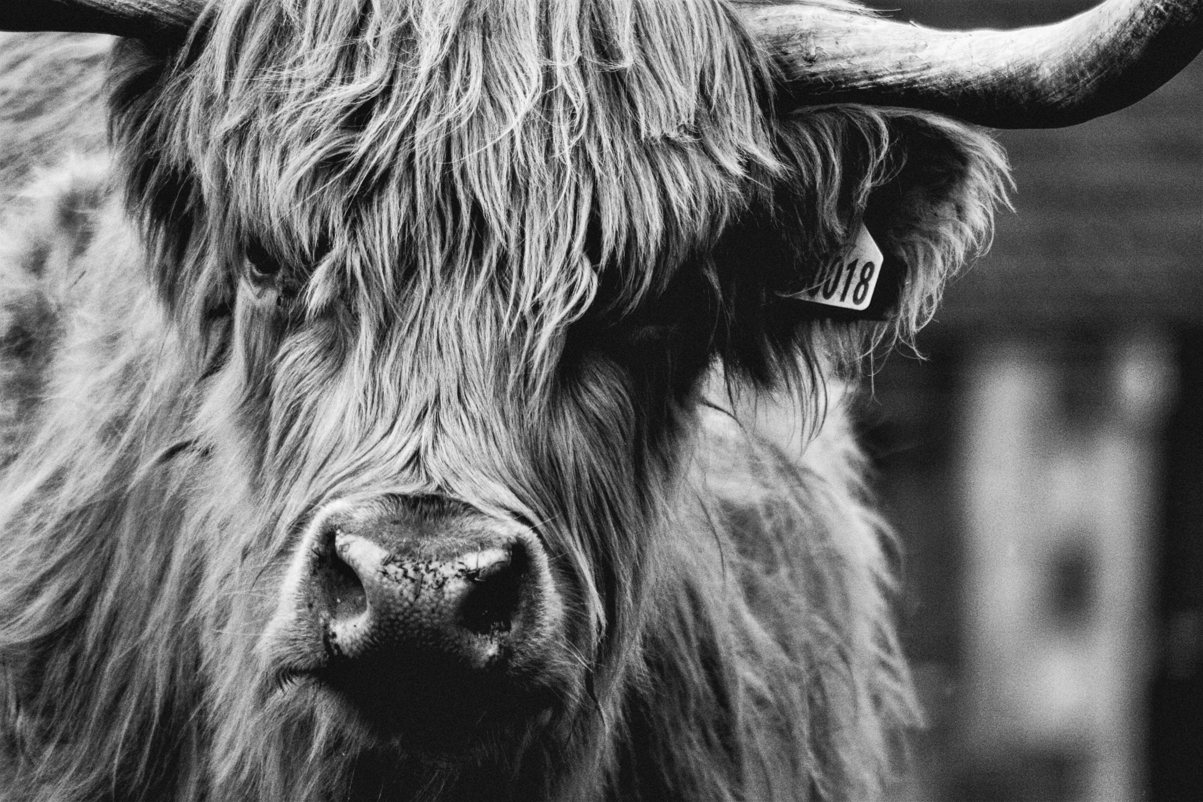 a long horn steer with large horns stands in a pen