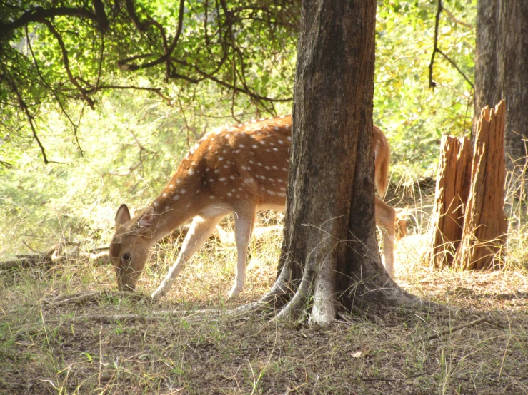 a fawn feeding on grass next to some trees