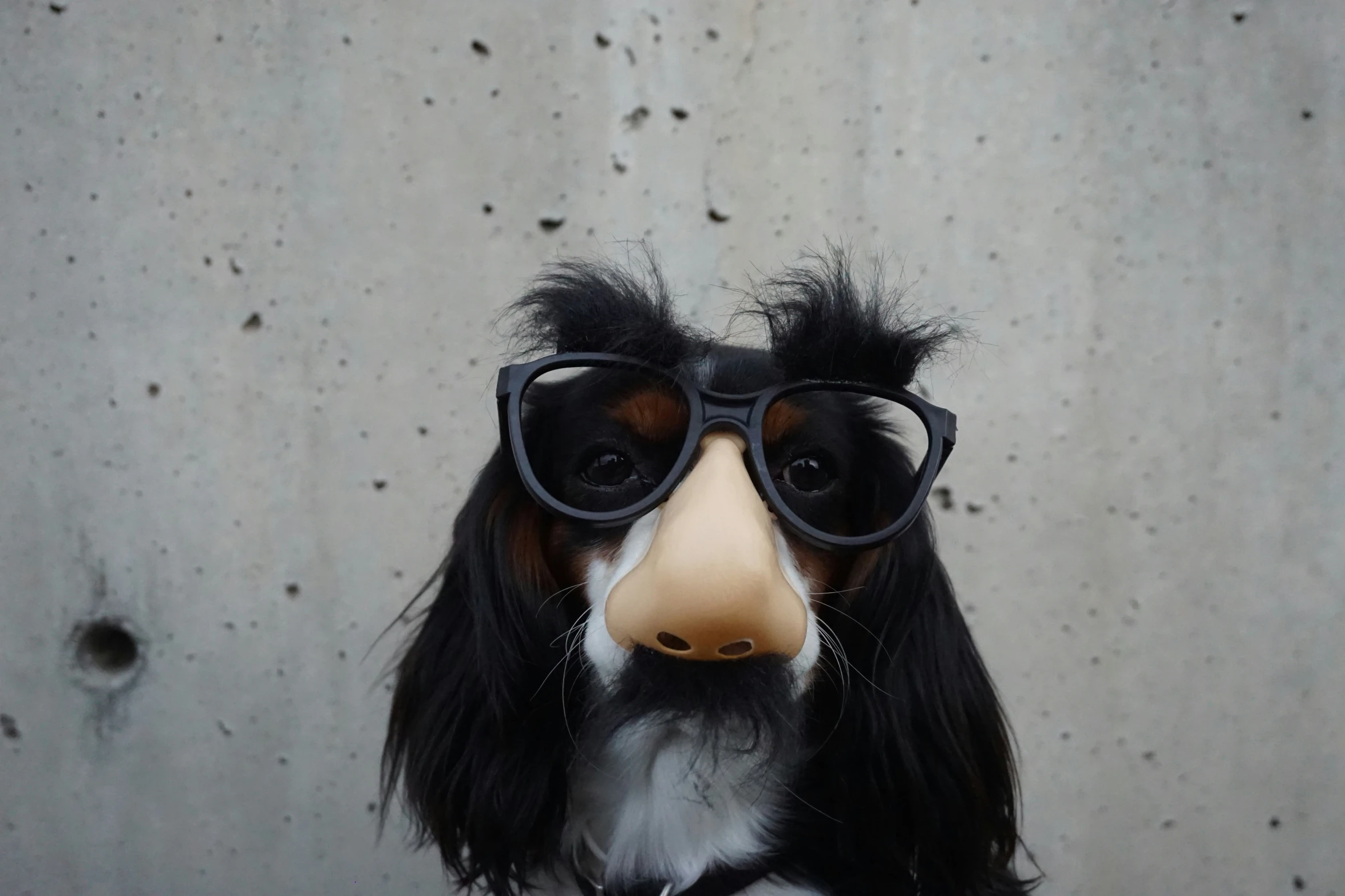 a dog with a fake nose wearing glasses and a scarf