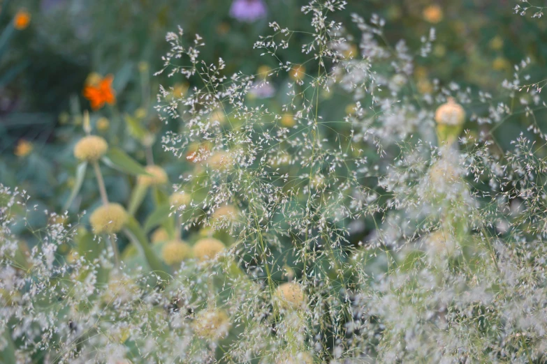 many white and yellow flowers on a grass field