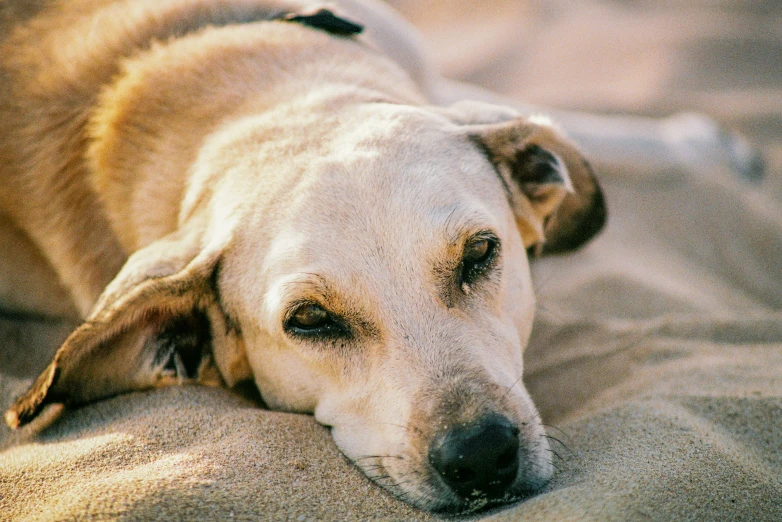 a close up of a dog laying on the ground