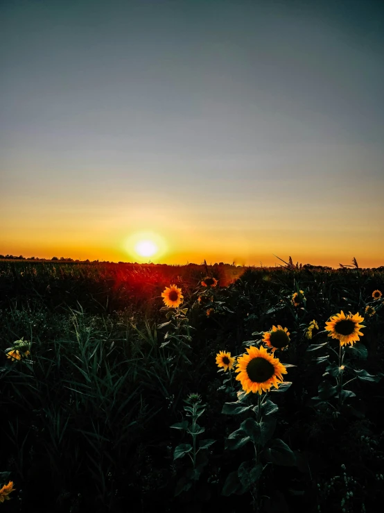 the sun shines brightly through the trees in a field