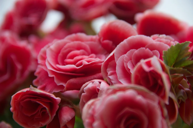 some very pretty pink flowers with leaves