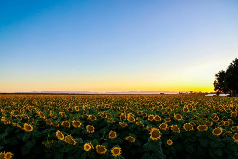 sunflowers bloom in a large field on the outskirts of town